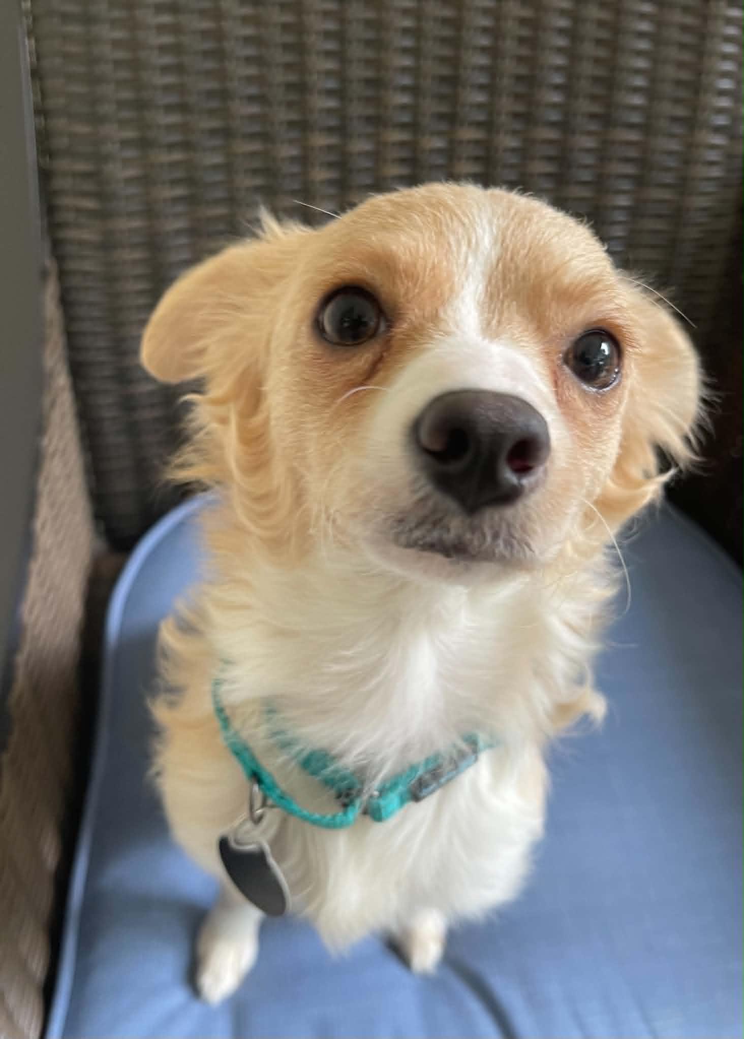 Madison, Adoptable, Young Female Chihuahua.