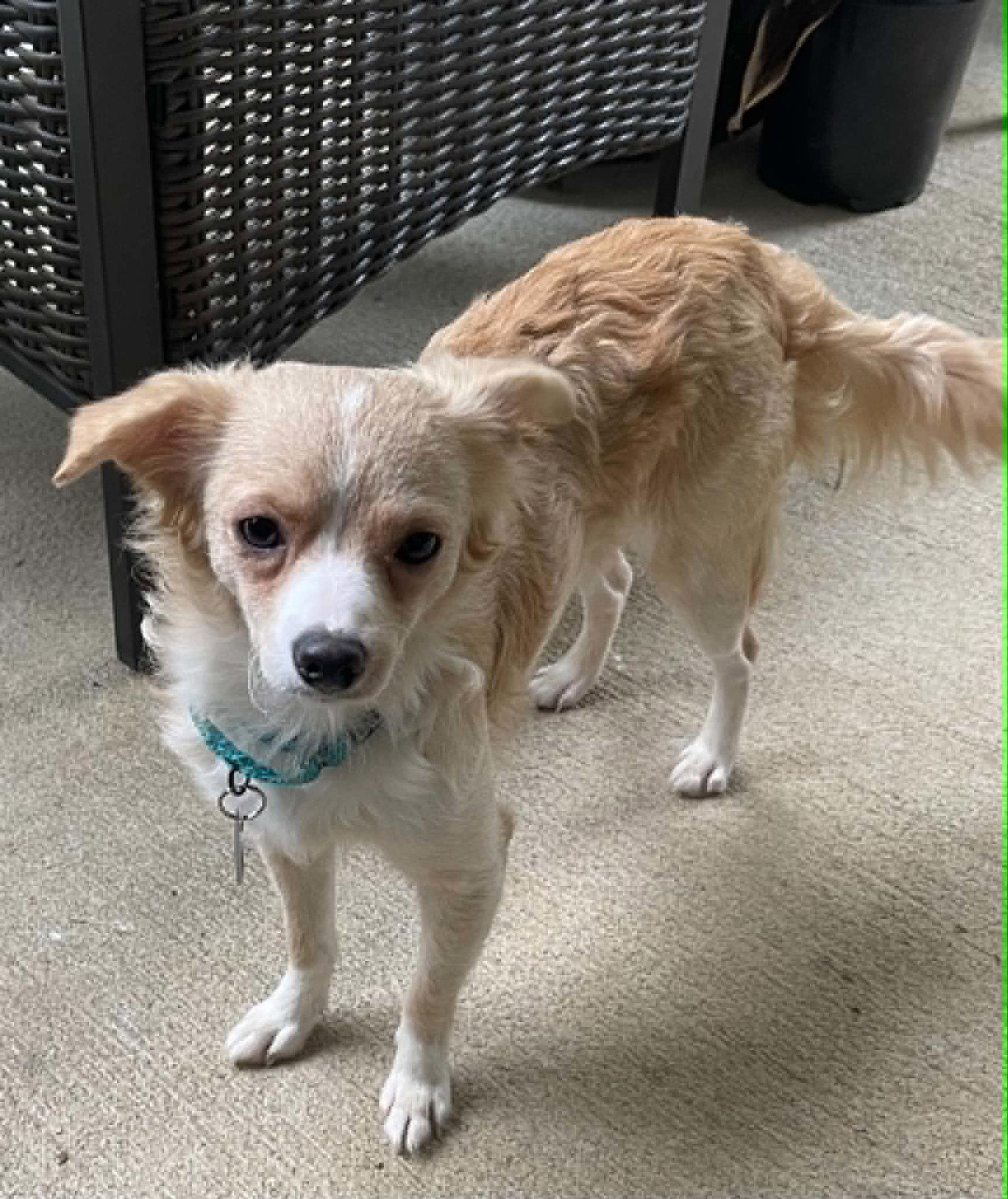 Madison, a Adoptable Chihuahua in Arlington, VA image 2/3
