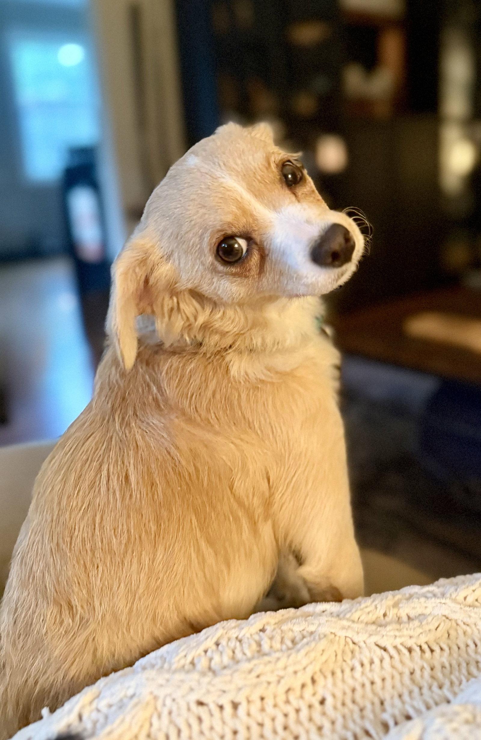 Madison, Adoptable, Young Female Chihuahua.
