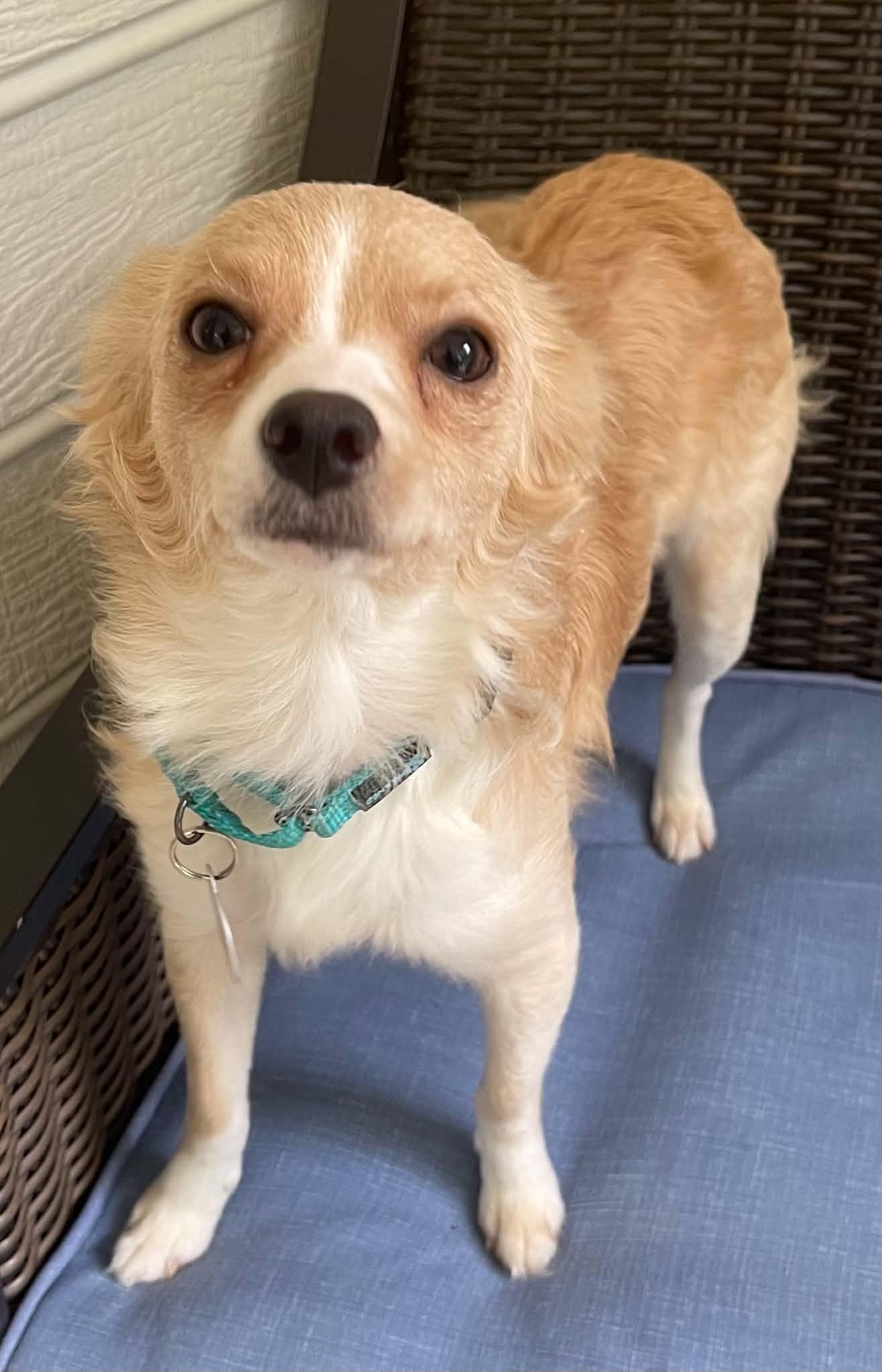 Madison, a Adoptable Chihuahua in Arlington, VA image 3/3