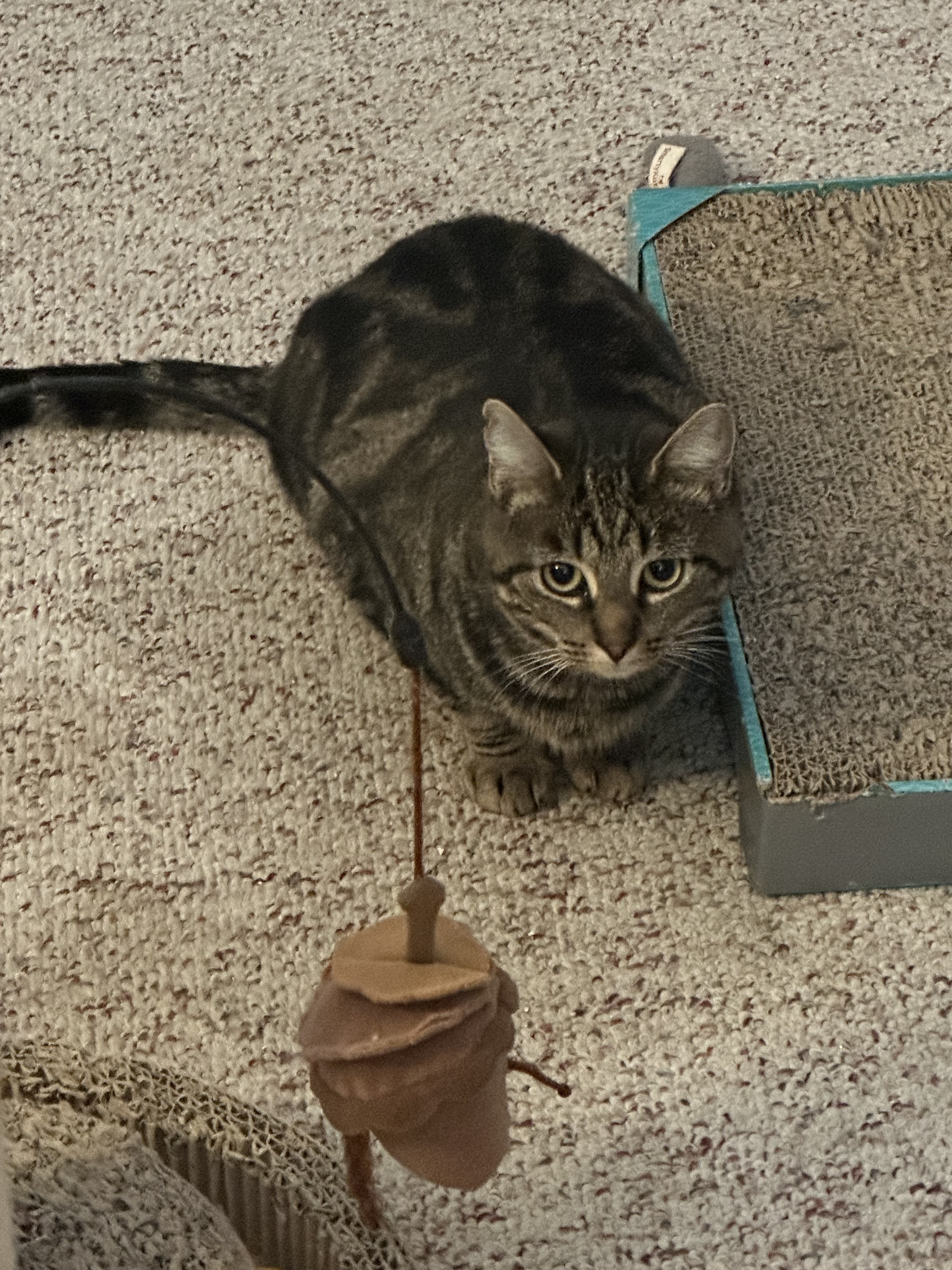 Nina, Adopted, Adult Female Tiger.