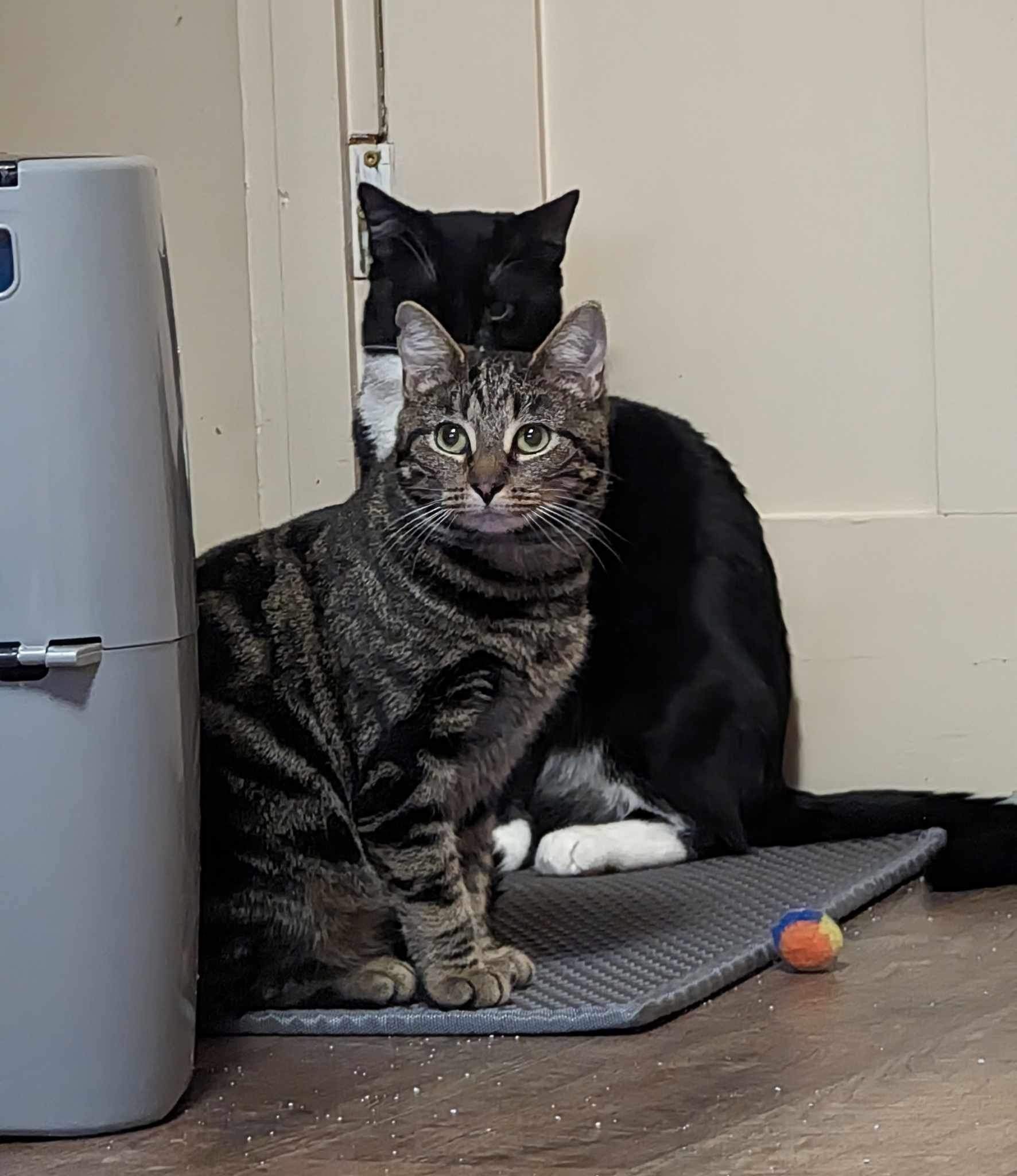 Nina, a Adopted Tiger in Keeseville, NY image 2/3