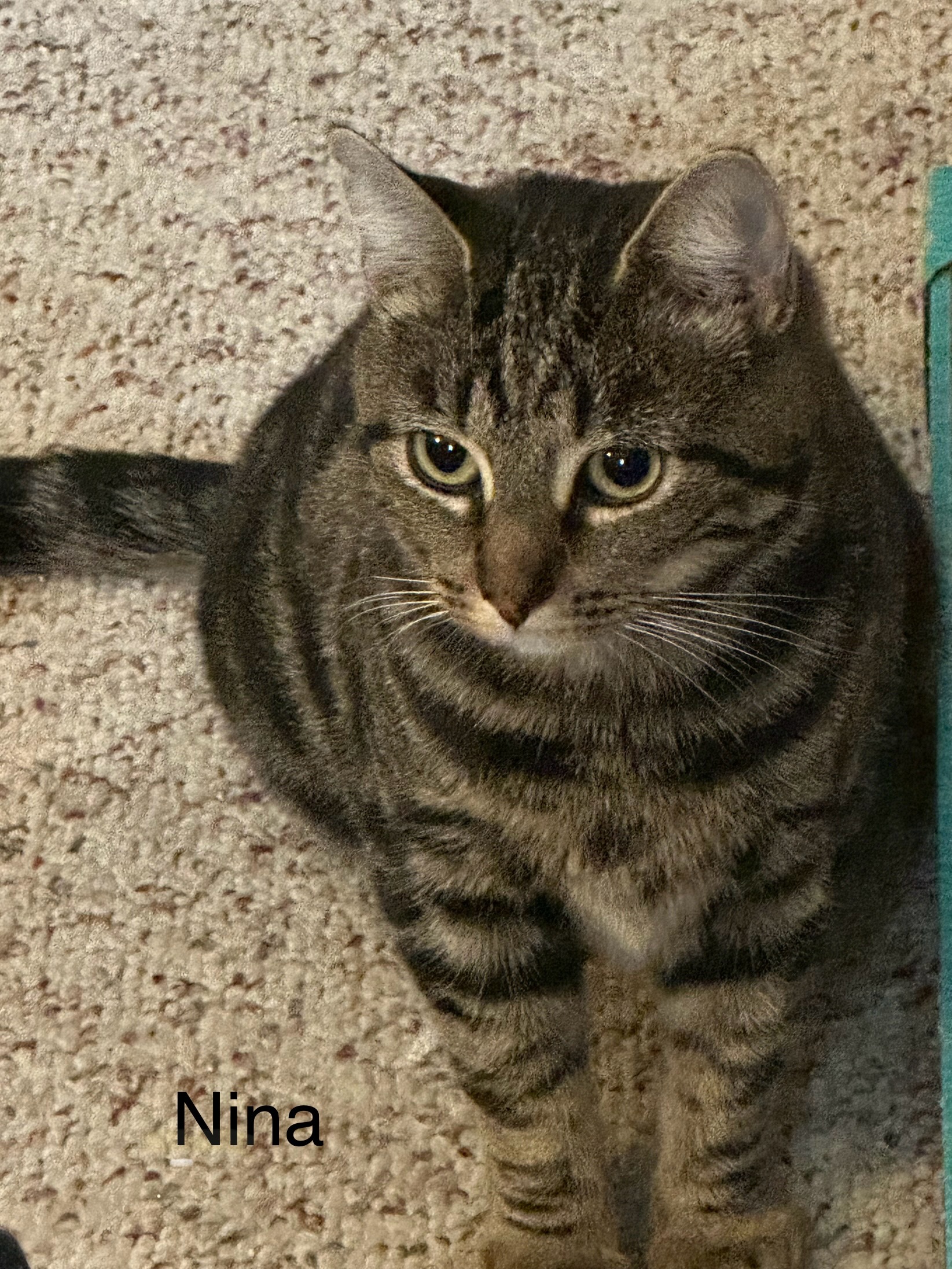 Nina, a Adopted Tiger in Keeseville, NY image 3/3