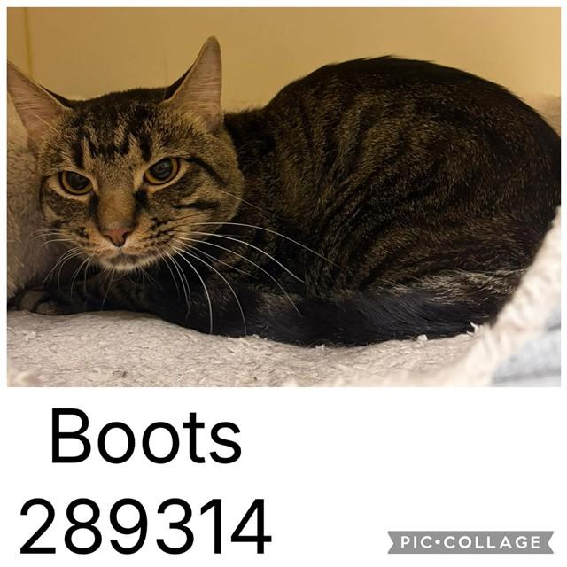 BOOTS, Adoptable, Young Male Domestic Short Hair.