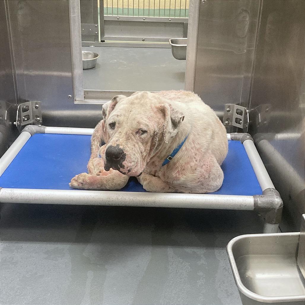 Moss — thumbnail 2