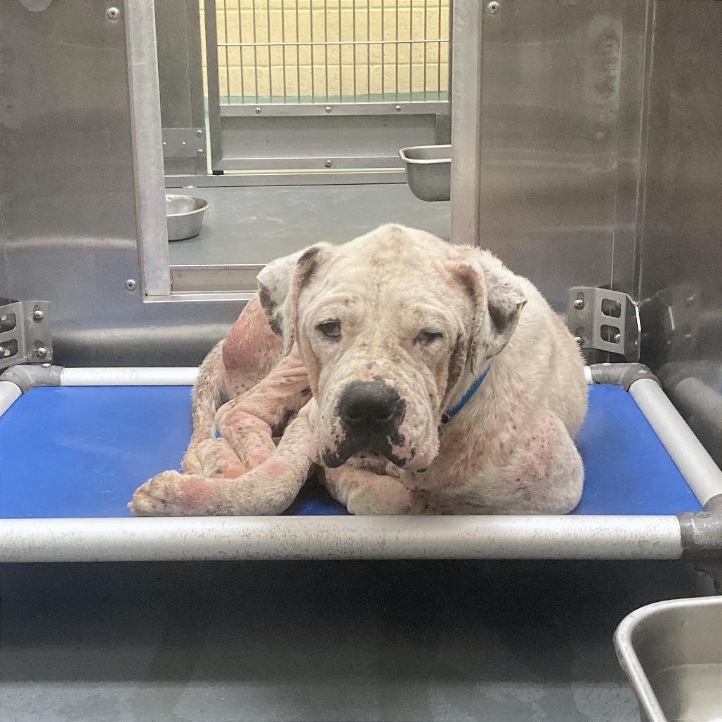 Moss — thumbnail 3