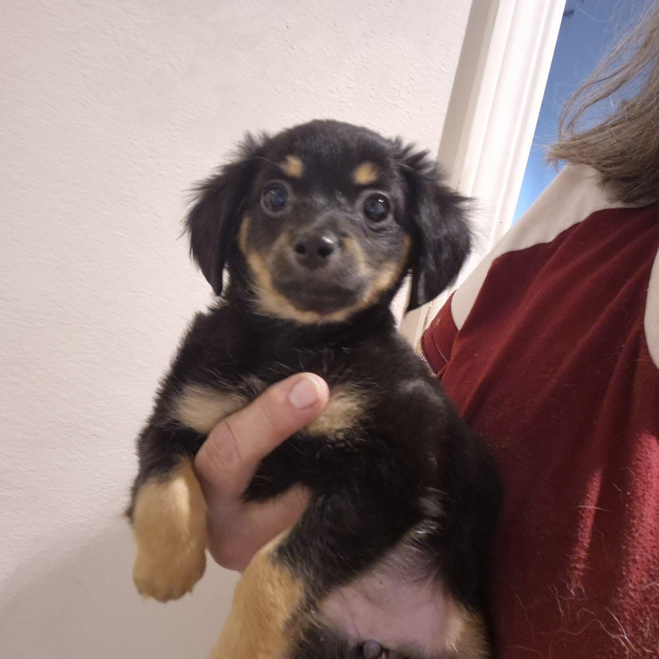 Mindy, ADOPTABLE, Puppy Female Chihuahua.