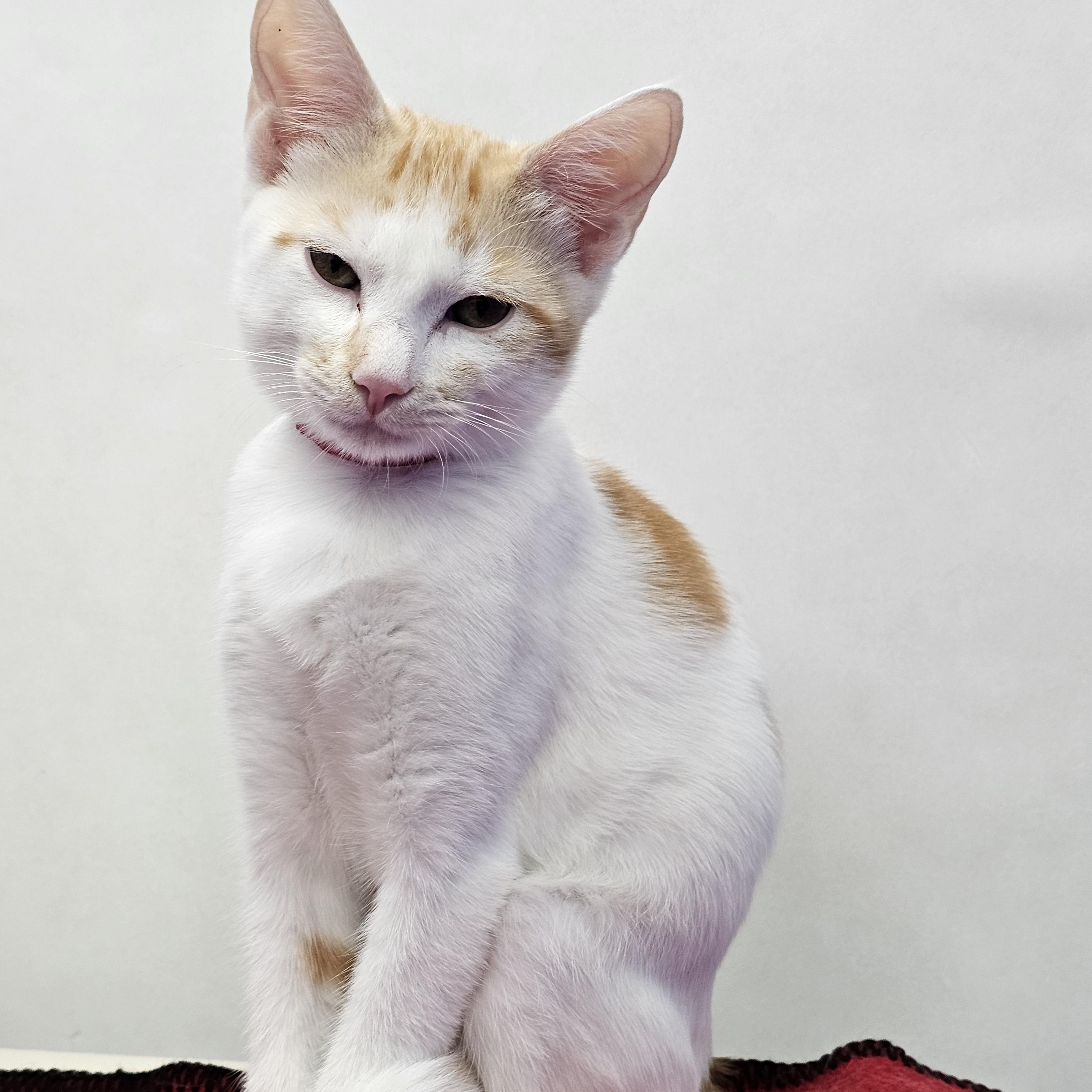 Enlarge Shaemus, a Adopted Domestic Short Hair in Dunkirk, NY image 3/3