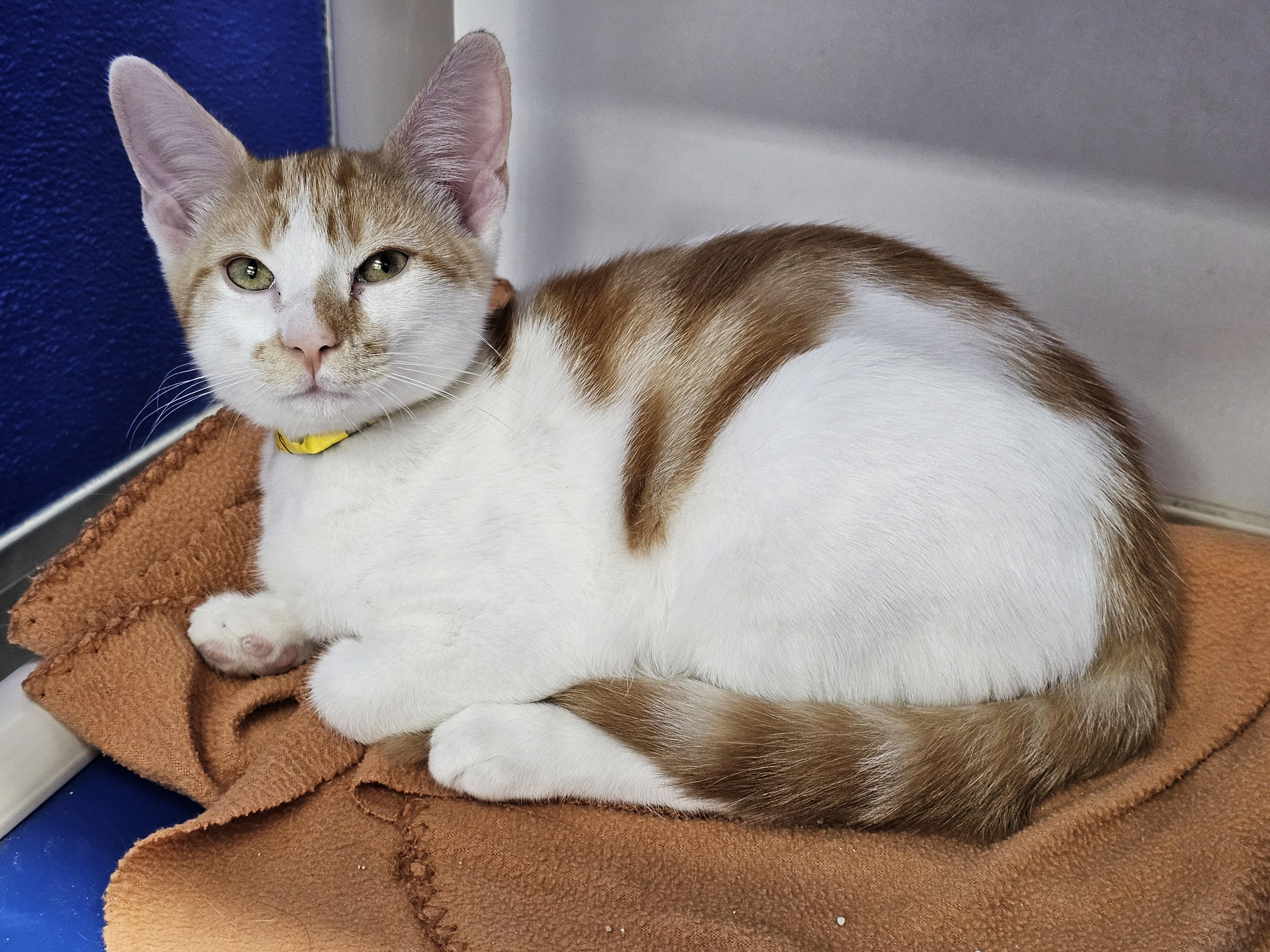 Enlarge Shaemus, a Adopted Domestic Short Hair in Dunkirk, NY image 2/3