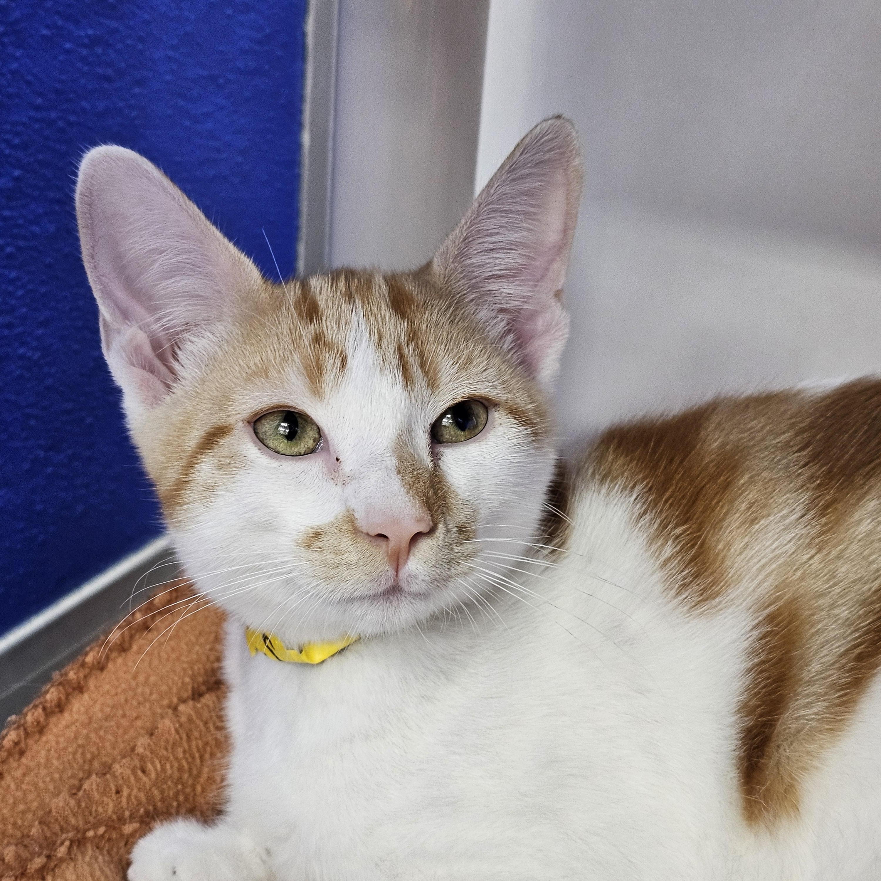 Shaemus, Adopted, Kitten Male Domestic Short Hair.