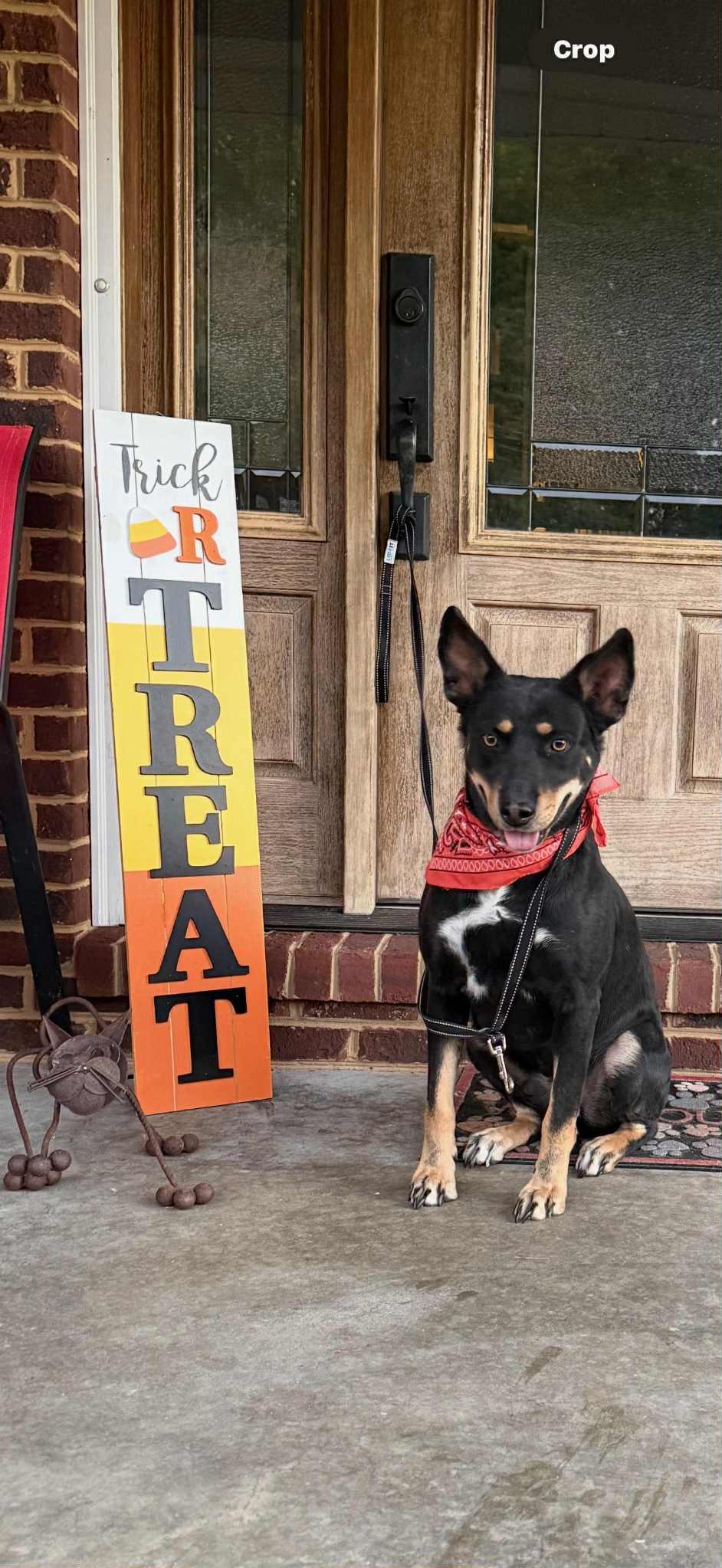Major, a Adoptable mixed breed in Homer Glen, IL image 2/2