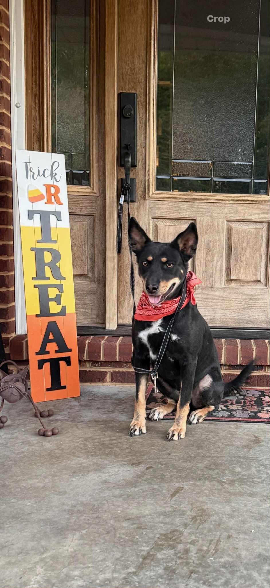 Major, a Adoptable mixed breed in Homer Glen, IL image 1/2