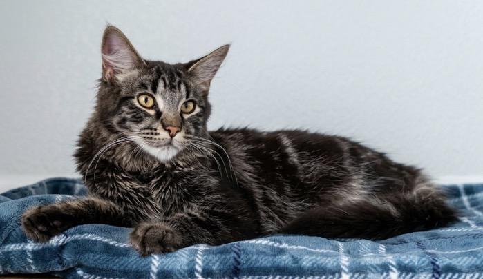 Enlarge Fletcher, a ADOPTABLE Tabby in Claresholm, AB image 1/1