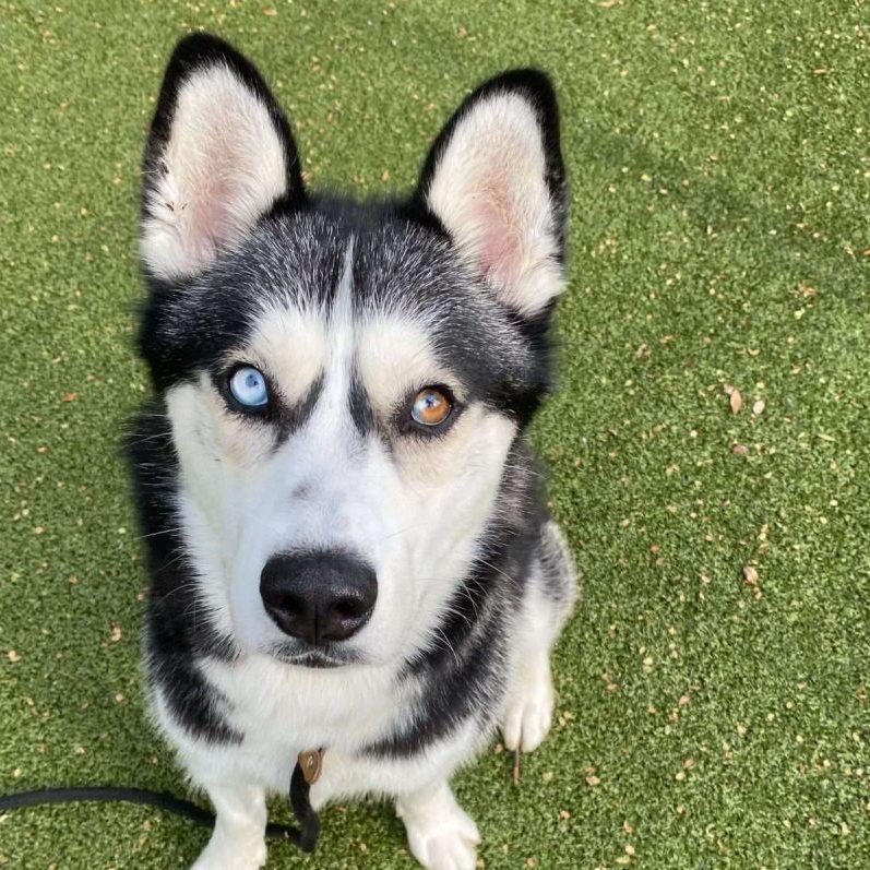 Enlarge Juno, a Adoptable Mixed Breed in Media, PA image 1/1