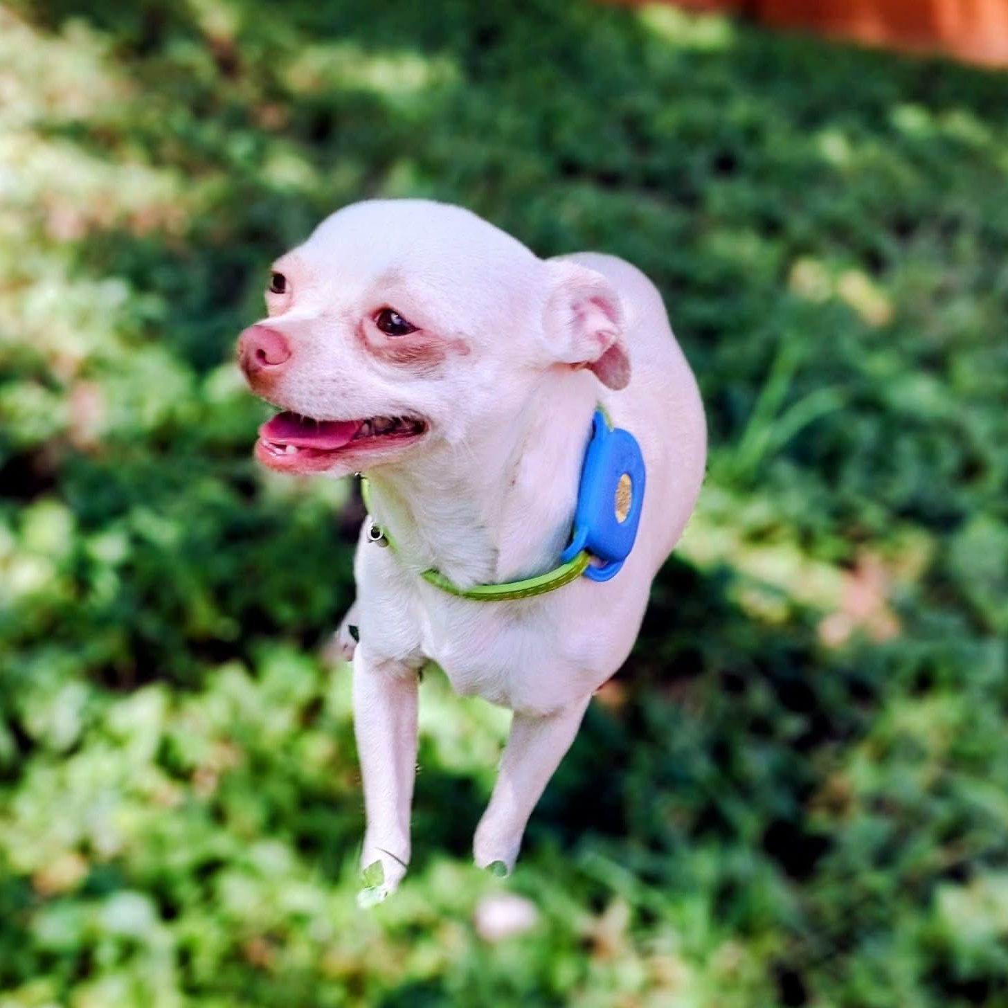 Donnie, adopted, Young Male Chihuahua.