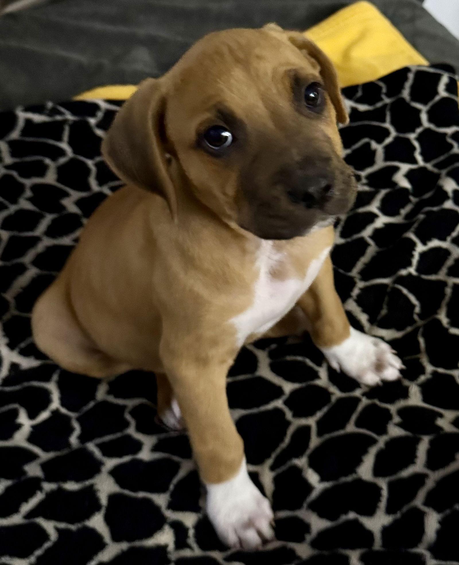 Lucky, Adoptable, Puppy Male Pit Bull Terrier & Boxer.