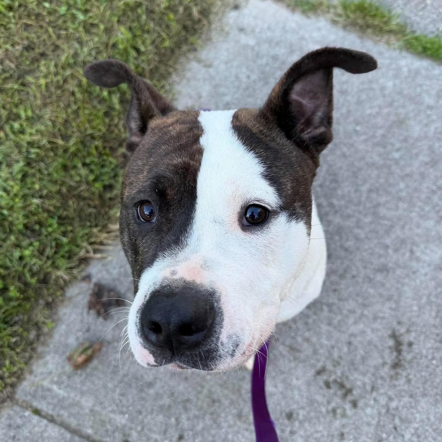 Enlarge Milo Denny, a Adoptable mixed breed in Rochester, NY image 1/6