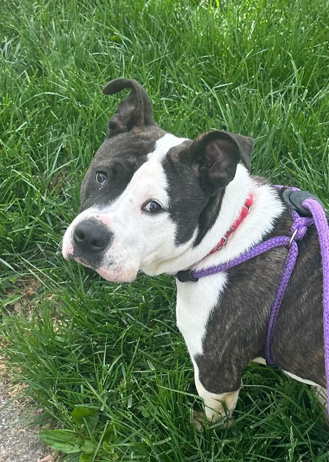 Enlarge Milo Denny, a Adoptable mixed breed in Rochester, NY image 4/6