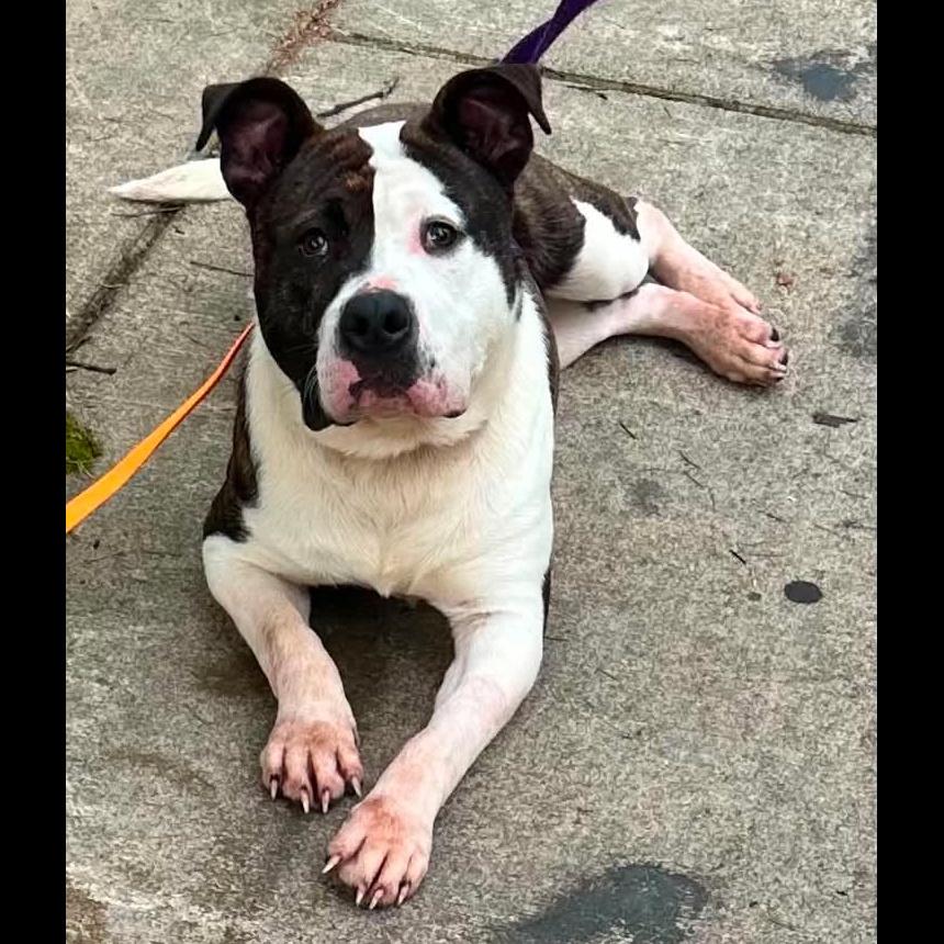 Enlarge Milo Denny, a Adoptable mixed breed in Rochester, NY image 2/6