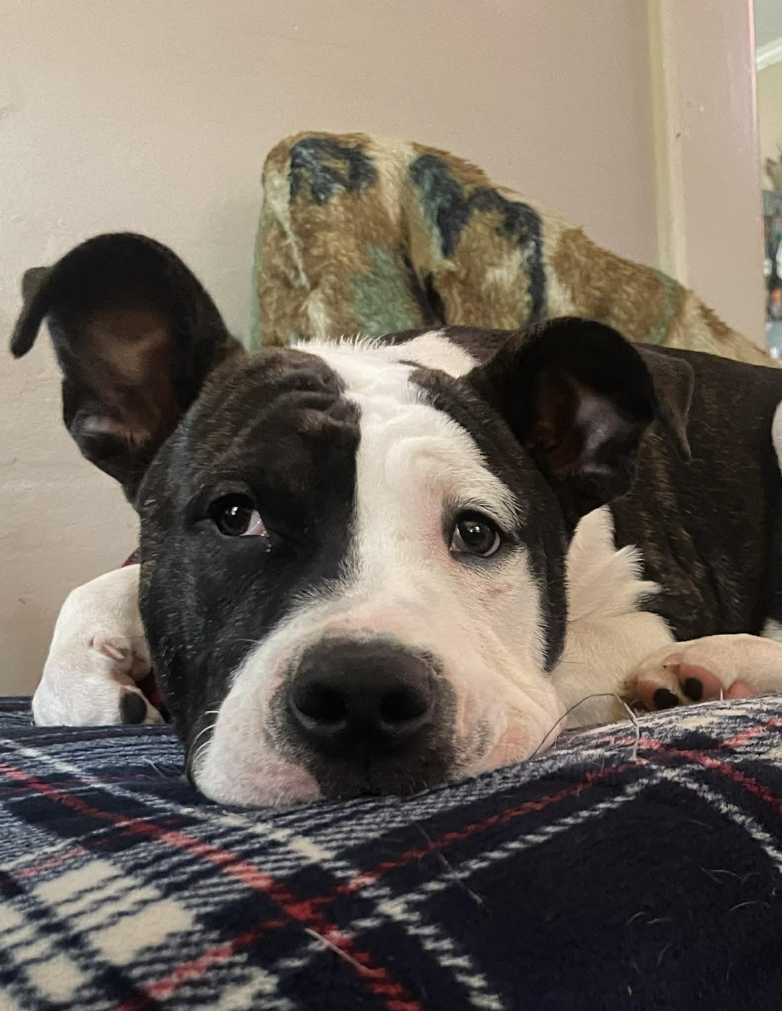 Enlarge Milo Denny, a Adoptable mixed breed in Rochester, NY image 5/6