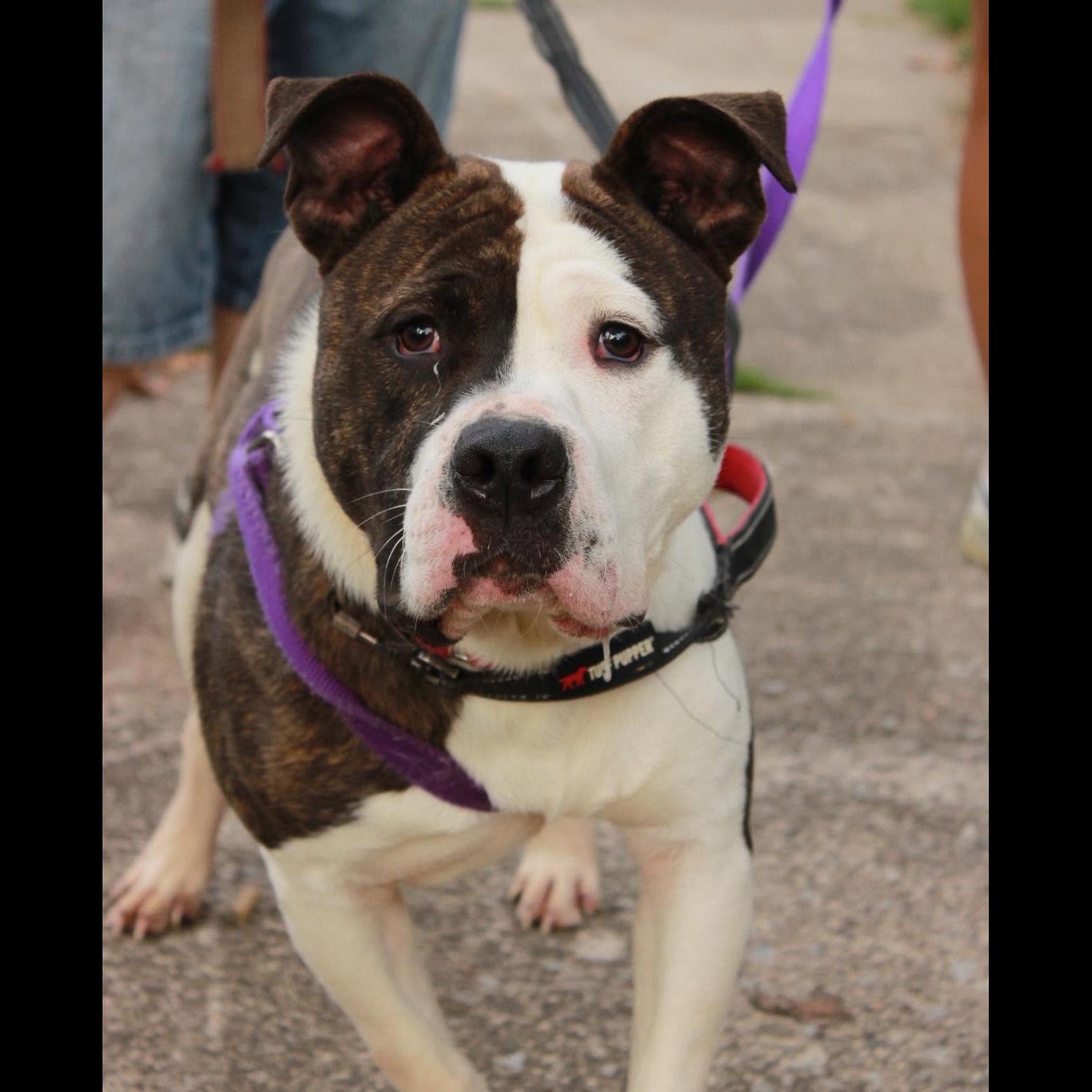 Enlarge Denny, a Adoptable mixed breed in Rochester, NY image 3/6