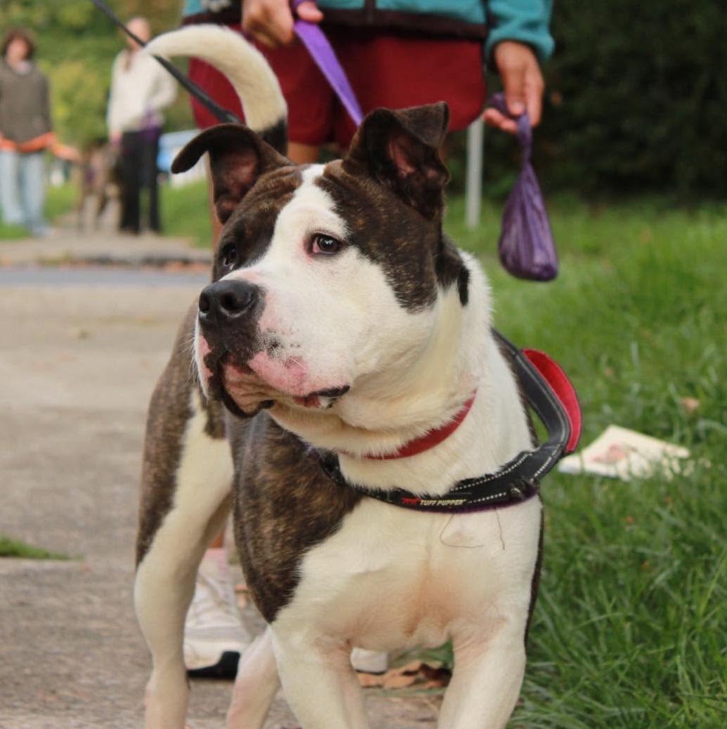 Enlarge Denny, a Adoptable mixed breed in Rochester, NY image 4/6