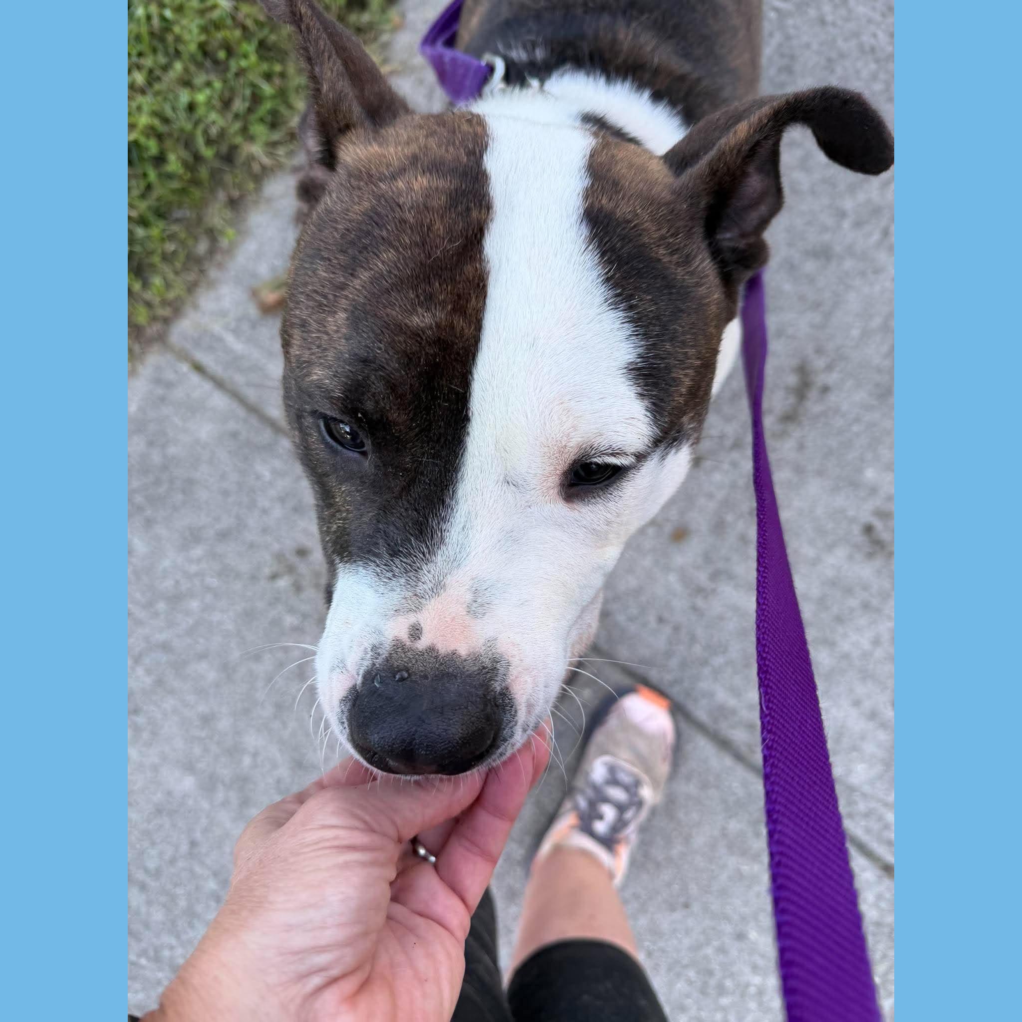 Enlarge Milo Denny, a Adoptable mixed breed in Rochester, NY image 3/6