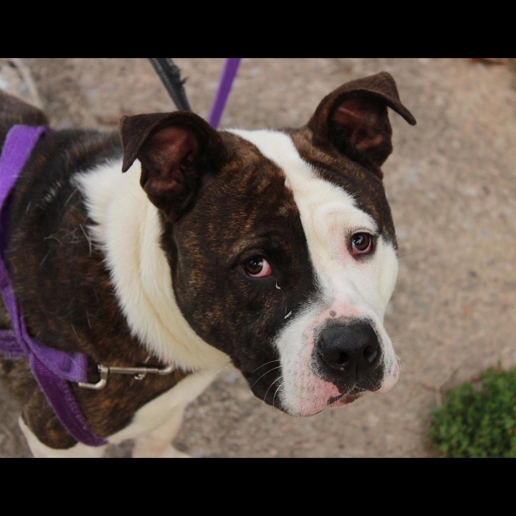 Enlarge Denny, a Adoptable mixed breed in Rochester, NY image 5/6