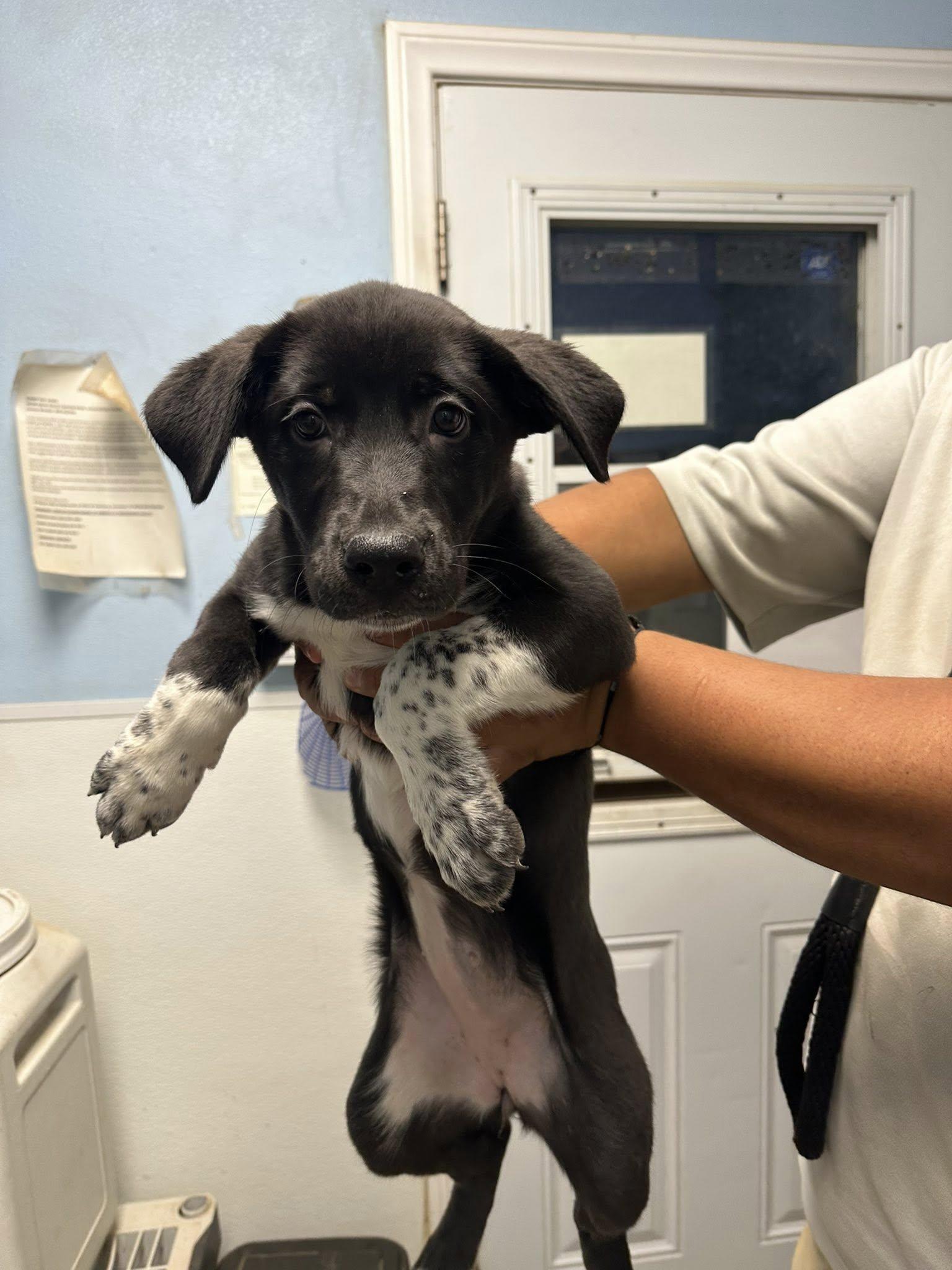 Pit-Shepherd mix puppy Female