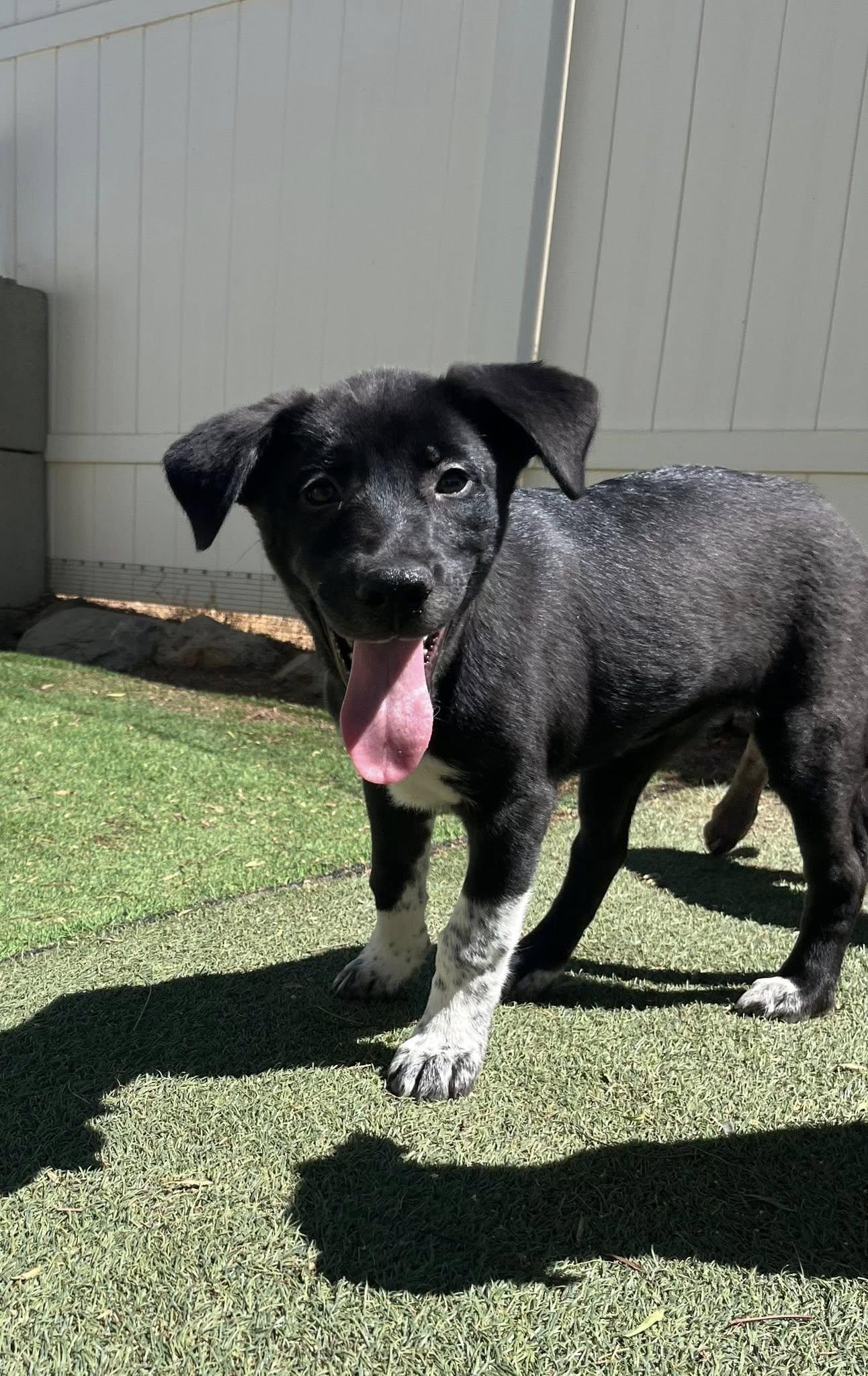 Pit-Shepherd mix puppy Female