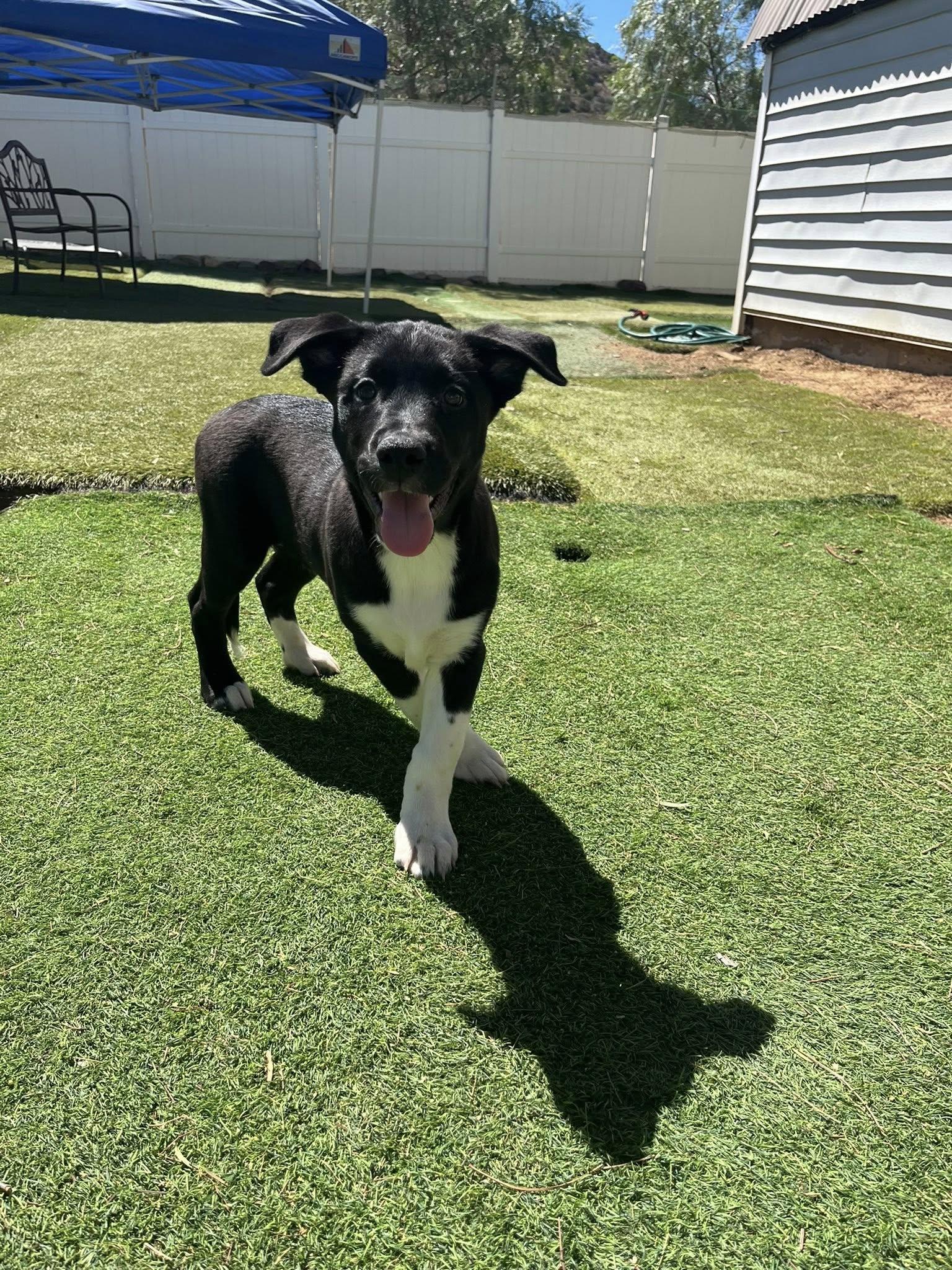 Pit-Shepherd mix puppy Female