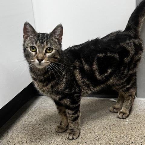 Squigs, adopted, Young Female Domestic Short Hair.