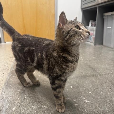 Squigs, an adopted Domestic Short Hair in Hutchinson, MN image 4/5