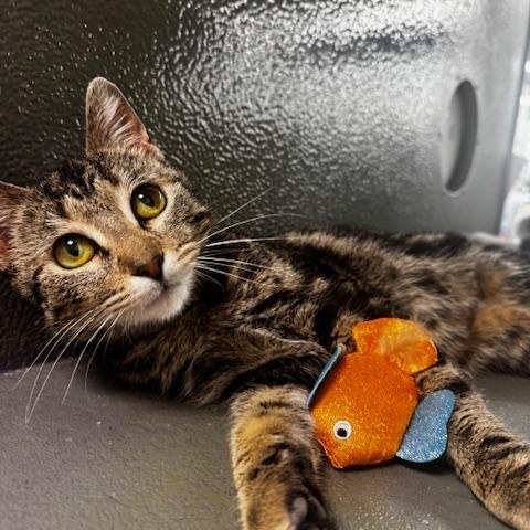 Squigs, an adopted Domestic Short Hair in Hutchinson, MN image 2/5