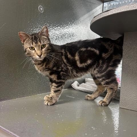 Squigs, an adopted Domestic Short Hair in Hutchinson, MN image 5/5