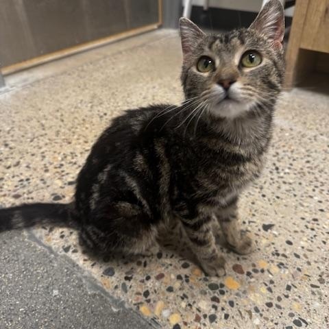 Squigs, an adopted Domestic Short Hair in Hutchinson, MN image 3/5