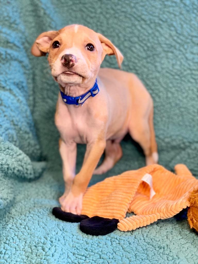 Peso, a Adoptable mixed breed in Urbandale, IA image 1/3