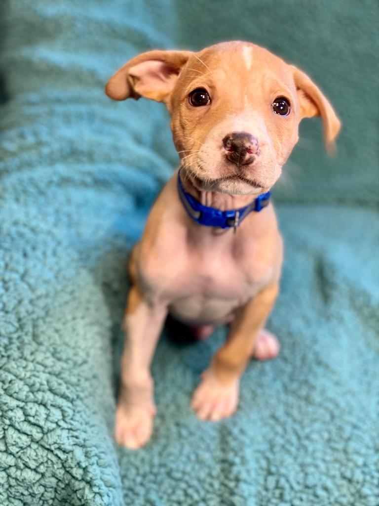 Peso, a Adoptable mixed breed in Urbandale, IA image 2/3
