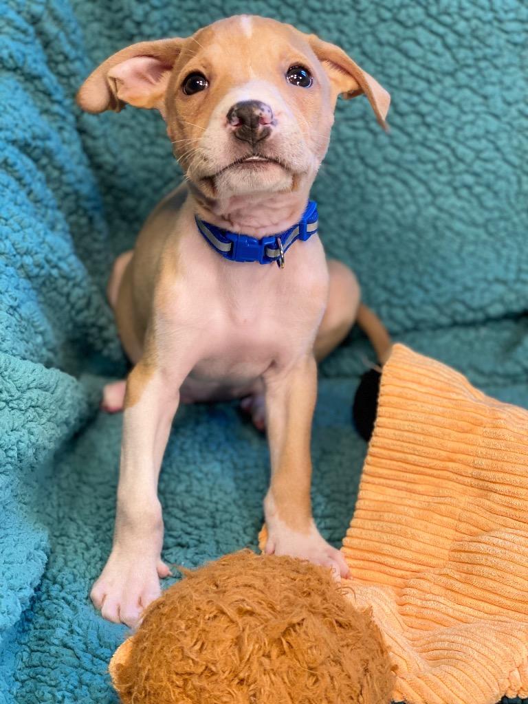 Peso, a Adoptable mixed breed in Urbandale, IA image 3/3