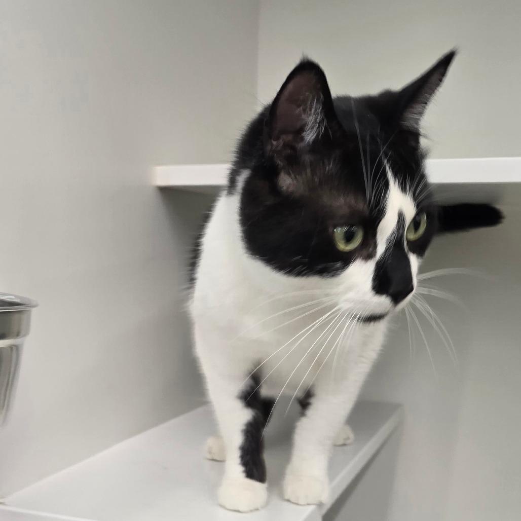 Phineas, Adoptable, Adult Male Domestic Short Hair.