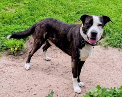 Max, a Adoptable mixed breed in Baraboo, WI image 1/3