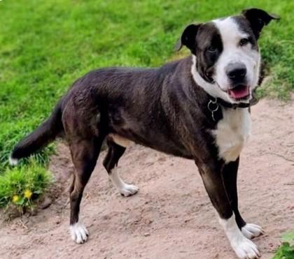 Max, Adoptable, Adult Male Mixed Breed & Mixed Breed.