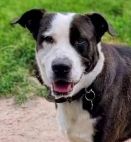 Enlarge Max, a Adoptable mixed breed in Baraboo, WI image 2/3
