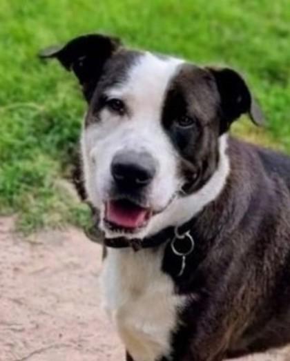 Max, a Adoptable mixed breed in Baraboo, WI image 3/3