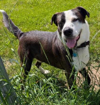 Enlarge Max, a Adoptable mixed breed in Baraboo, WI image 3/3