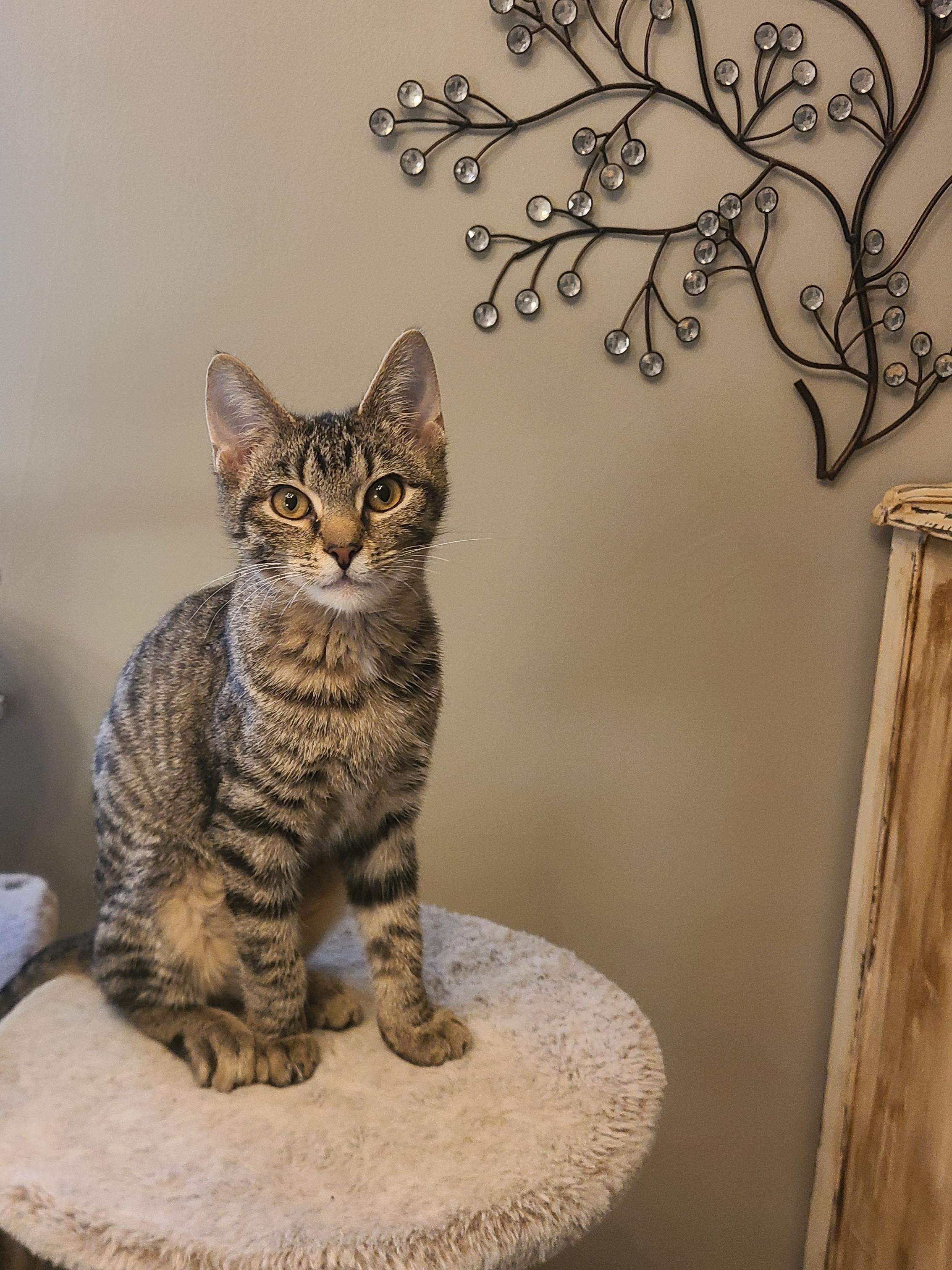 Enlarge Elvira, a Adoptable Domestic Short Hair in Lewis Center, OH image 1/3