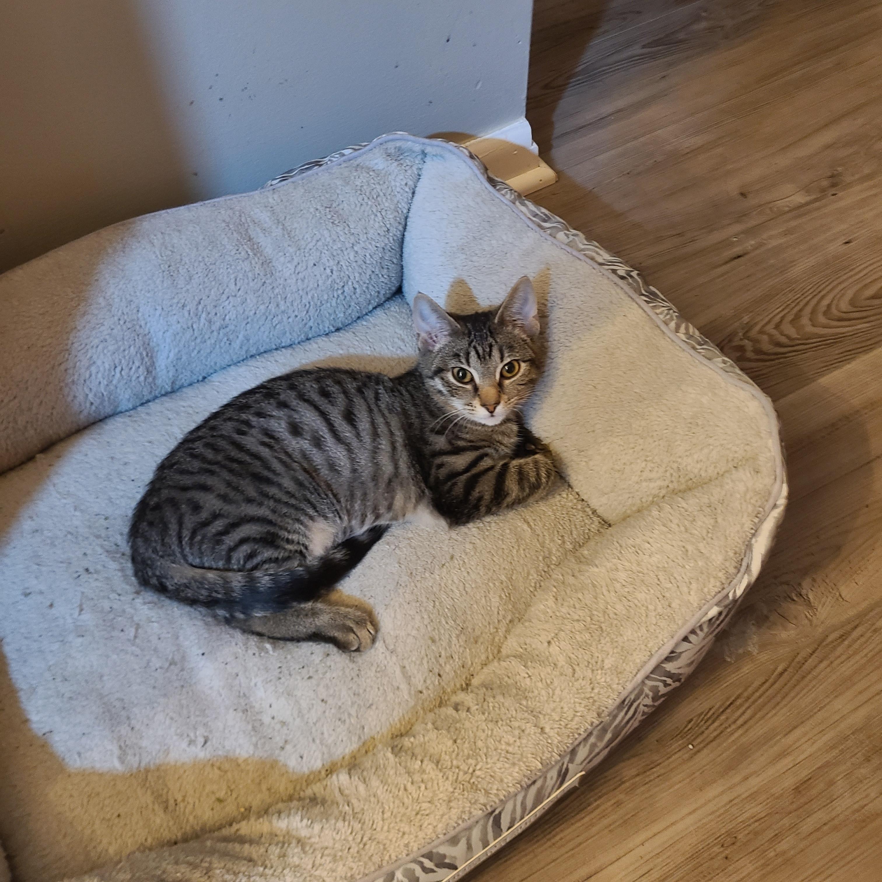 Enlarge Elvira, a Adoptable Domestic Short Hair in Lewis Center, OH image 2/3