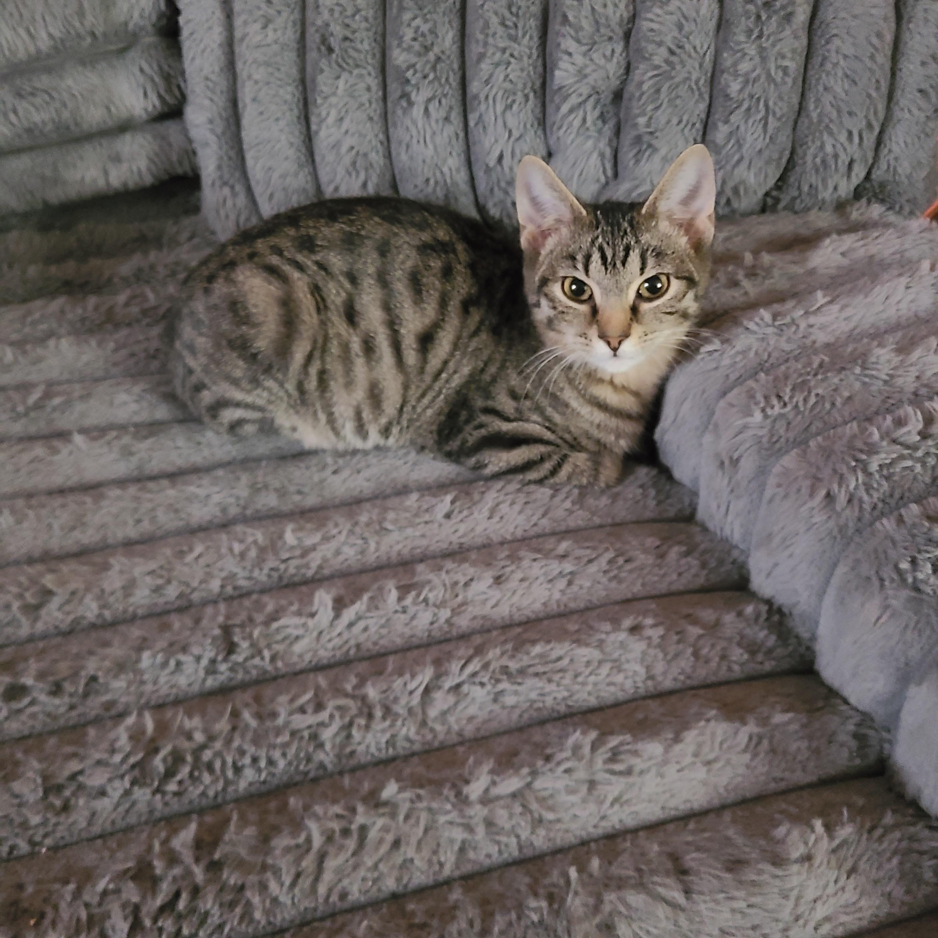 Enlarge Elvira, a Adoptable Domestic Short Hair in Lewis Center, OH image 3/3