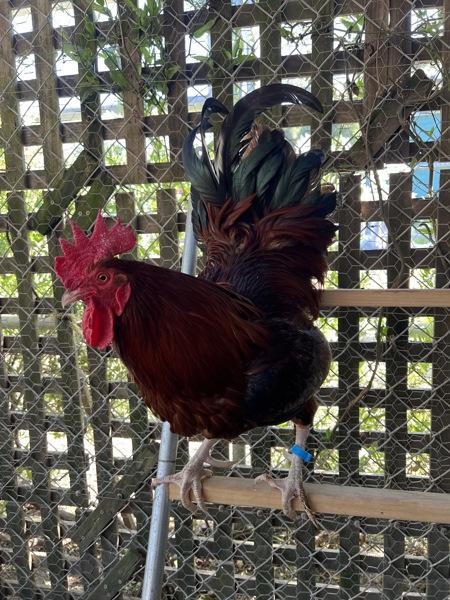 Enlarge McCartney, a Adoptable mixed breed in Monterey, CA image 1/6