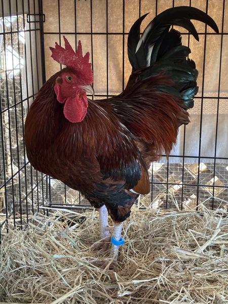 Enlarge McCartney, a Adoptable mixed breed in Monterey, CA image 2/6